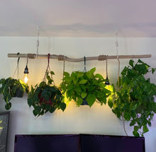 Load image into Gallery viewer, 7FT Eucalyptus poles